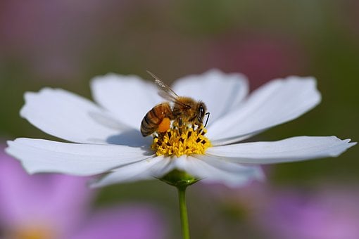 Bie, Kosmosblomst, Pollen, Natur