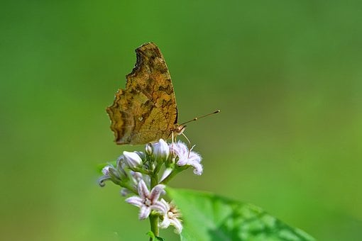 Sommerfugl, Blomst, Natur, Makro, Vill
