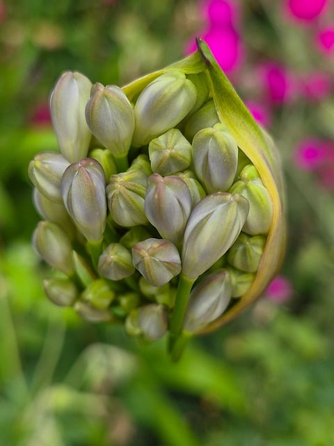 Blume, Knospe, Natur, Makrofotografie