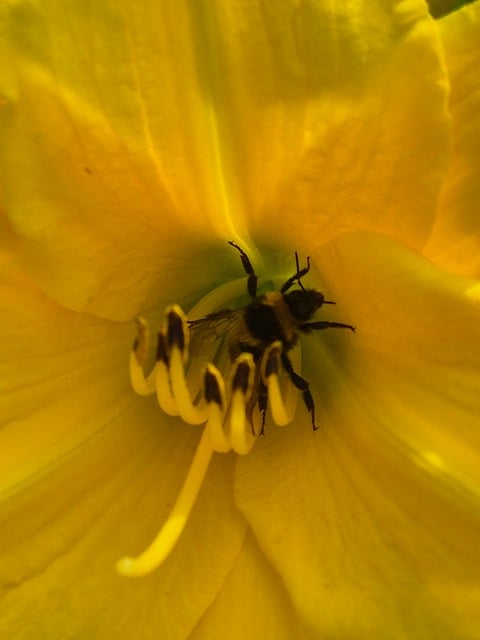 Hummel, Blume, Natur, Makro, Nahaufnahme