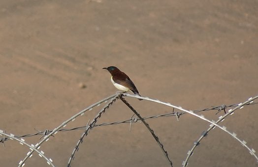 Fugl, Fugleart, Lilla-Rumped Solfugl