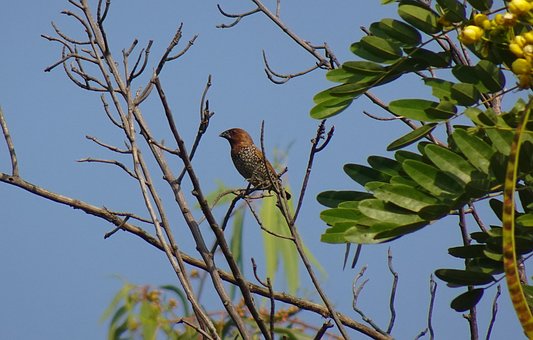 Plettet Munia, Fugl, Dyreliv, Grene