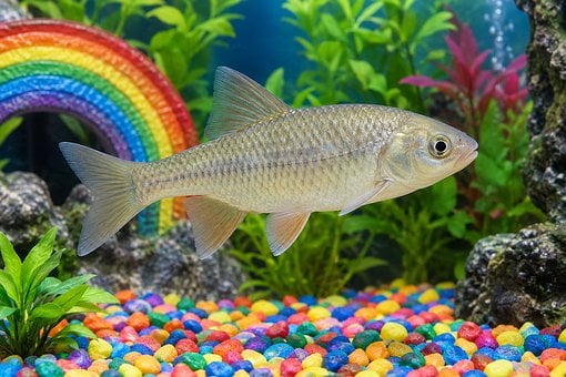 Arcoíris, Acuario, Grava Colorida