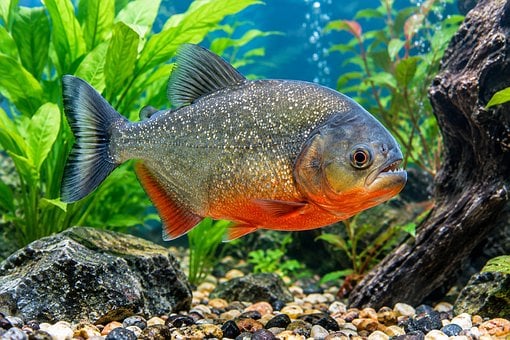 Piraña, Pez, Acuario, Pez De Agua Dulce