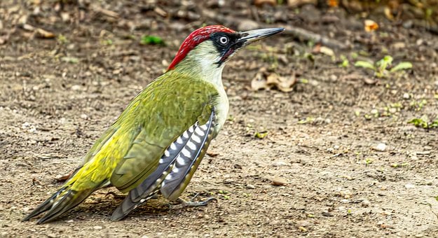 นกหัวขวาน, นกหัวขวานเขียว, Picus Viridis