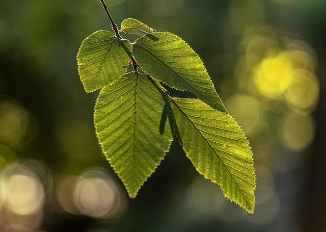 Free Leaves Green photo and picture