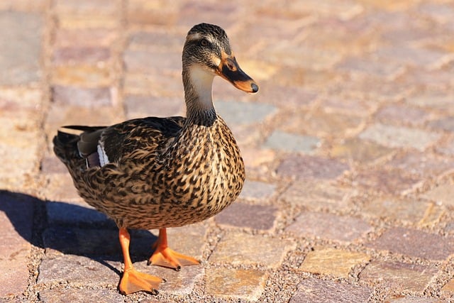 Pato, Calle Empedrada, Parque