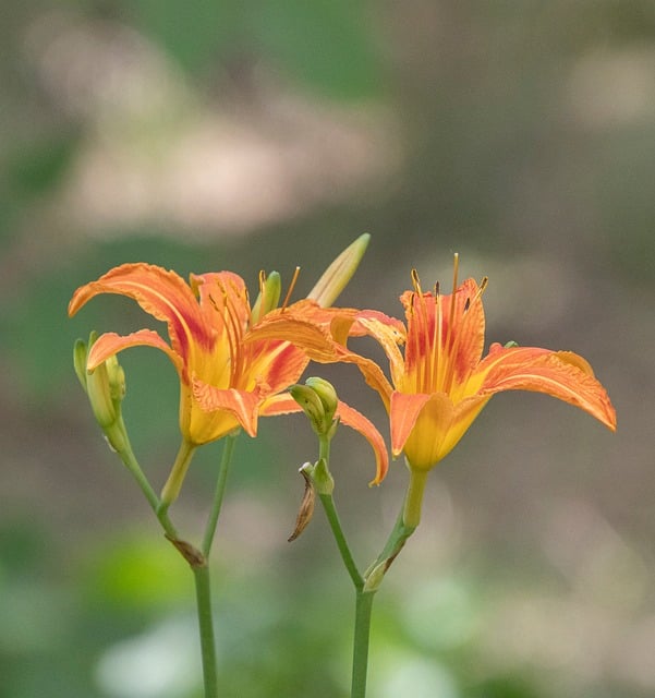 Hemerocallis, Crin De Zi, Grădină, Vară