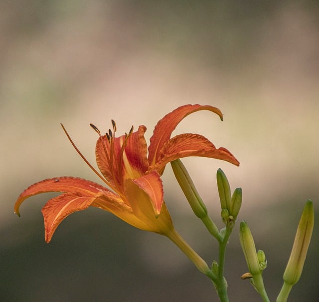 Hemerocallis, Vară, Floare, Grădină