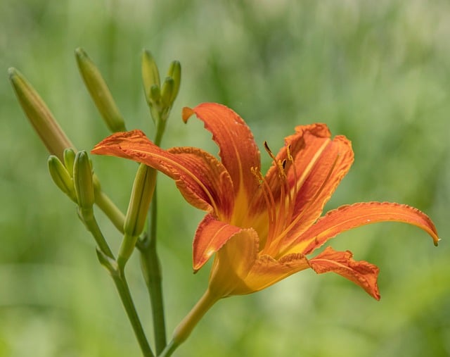 Hemerocallis, Grădină, Vară, Floare
