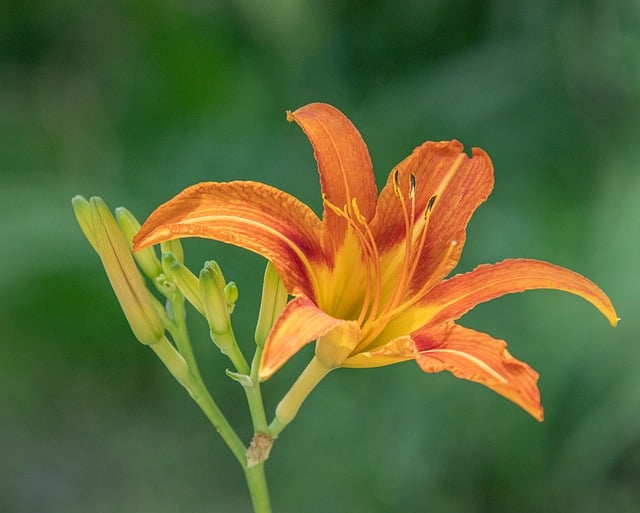 Hemerocallis, Grădină, Vară, Floare