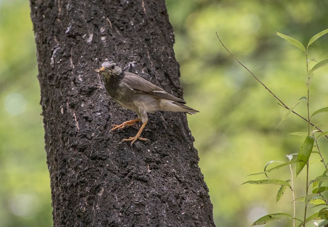 Graur Cenușiu, Pasăre, Natură, Animal