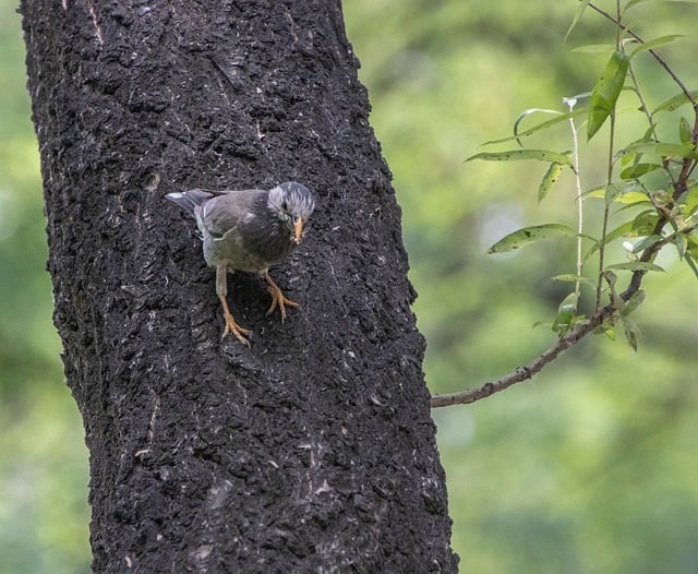 Sturz Cenusiu, Natură, Faună Sălbatică