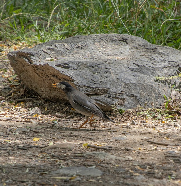 Graur, Natură, Pasăre, Faună Sălbatică