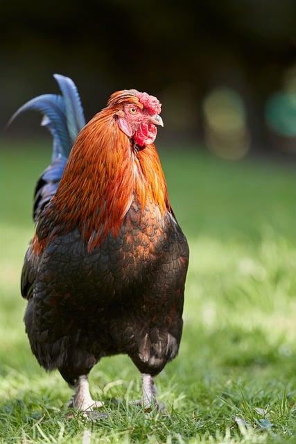 Free Rooster Bird photo and picture
