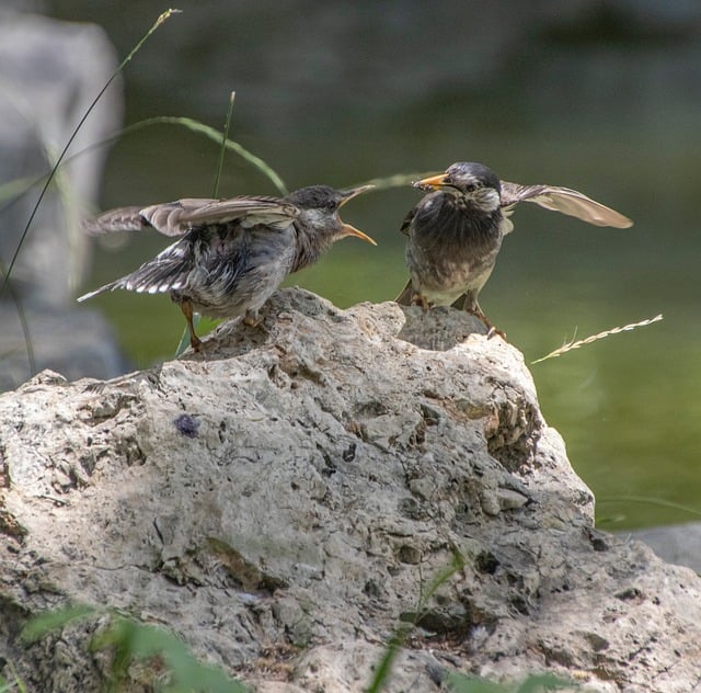 Păsări, Natură, Grauri, Faună Sălbatică