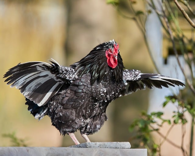 Free Rooster Bird photo and picture