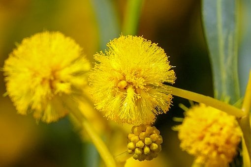 Bloem, Mimosa, Natuur, Geel, Delicaat