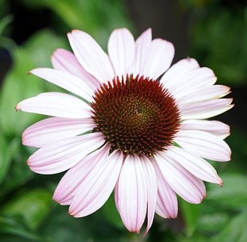 紫锥花, 白色, 花, 自然, 药用植物, 草本植物, 花园, 夏天, 花瓣
