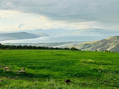 See, Natur, Feld, Berge, Hund, Gras