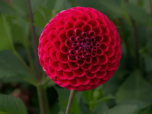 Dahlie, Rosa, Rund, Blume, Garten, Natur