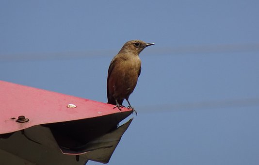 Fugl, Oenanthe Fusca, Rødt Tag, Dyreliv