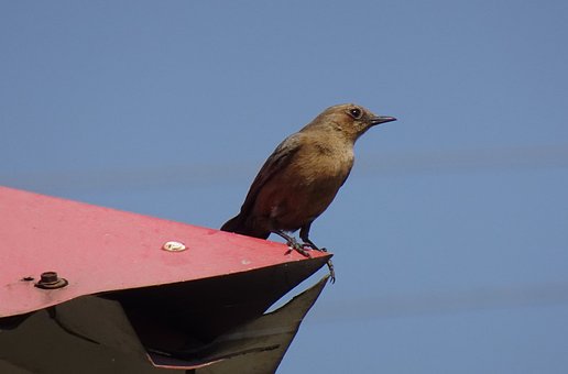 Brun Stenchat, Fugl, Natur, Aviær Faun