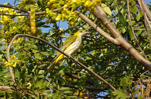 Indisk Gylden Oriole, Sangfugl
