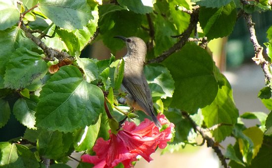 Solfugl, Fugl, Natur, Ornithophilie