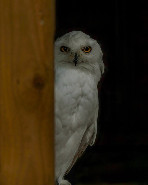 Sneeuwuil, Uil, Vogel, Gele Ogen