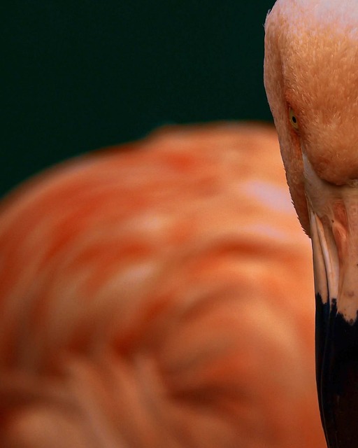Flamingo, Roze, Natuur, Vogel, Close-Up