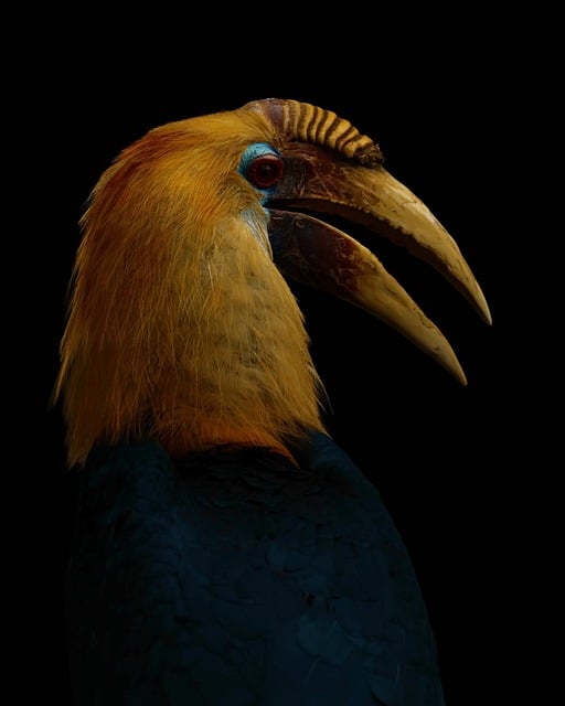 Neushoornvogel