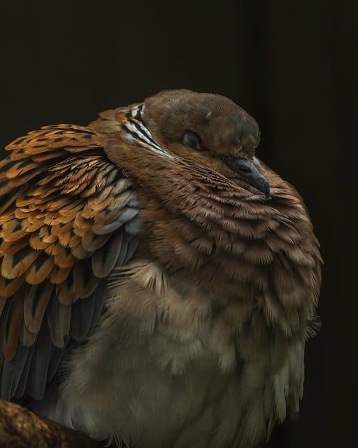 Duif, Oosterse Tortelduif