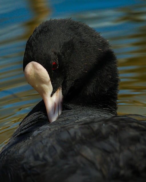 Meerkoet, Watervogel, Zwarte Veren
