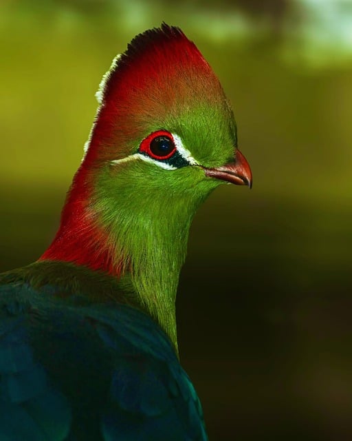 Vogel, Toerako, Parelhoen Laagkeel