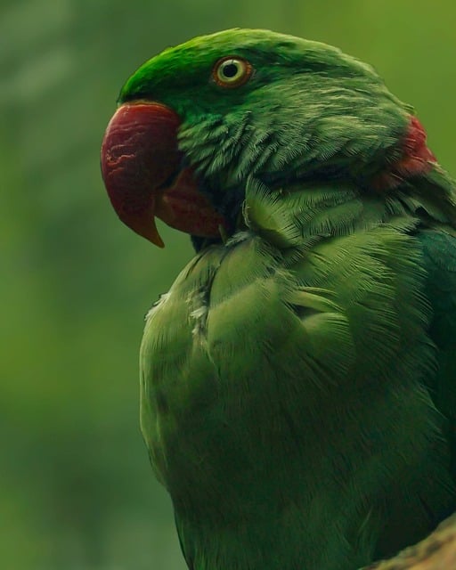 Papegaai, Groene Papegaai, Parkiet