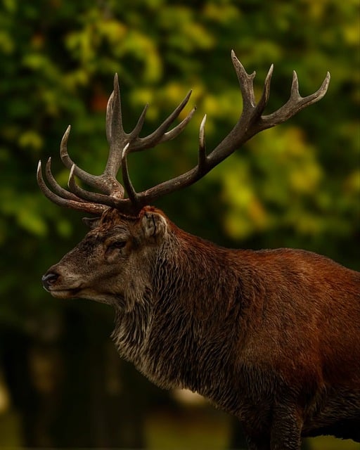 Hert, Gewei, Natuur, Wildlife, Zoogdier