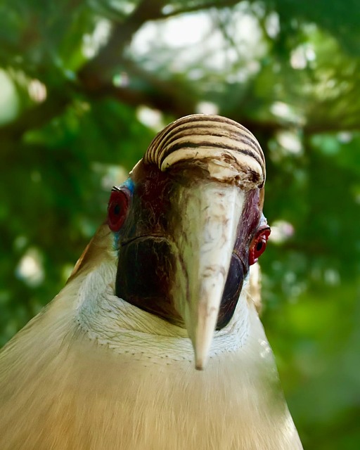 Gehelmde Neushoornvogel, Wit Hoofd