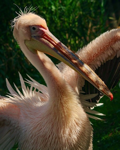 Pelikaan, Grote Witte Pelikaan, Vogel