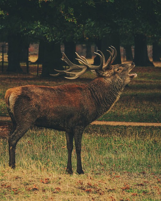 Edelhert, Hert Gebrul, Natuur, Wildleven