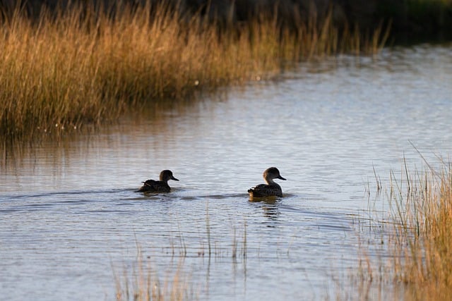 Download free HD stock image of Duck Avian Free Duck Avian photo and picture