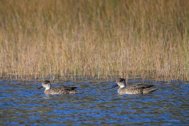 Download free HD stock image of Grey Teal Duck Free Grey Teal Duck photo and picture