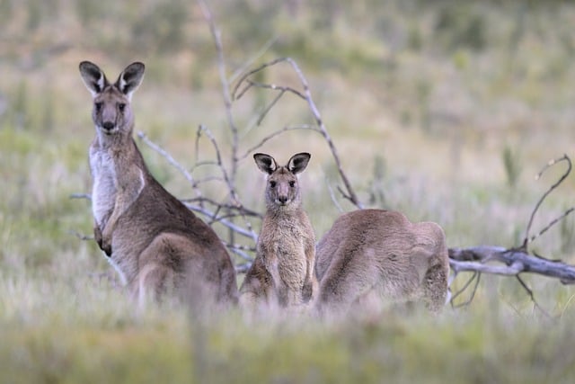 Free Kangaroo Wild photo and picture
