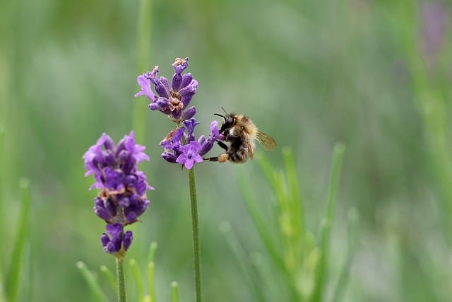 Download free HD stock image of Bee Lavender Free Bee Lavender photo and picture