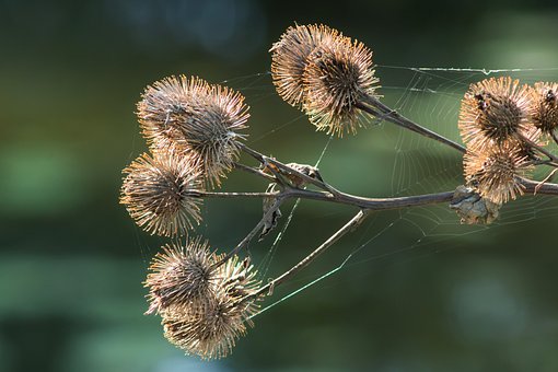 Distel, Droog, Natuur, Doornen