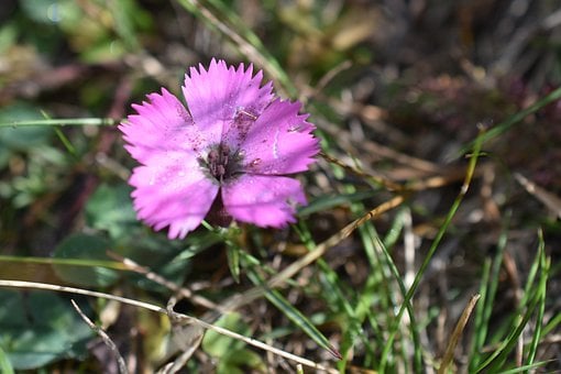 Anjelier, Paarse Bloem, Macro Fotografie