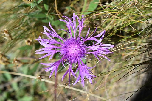 Paarse Bloem, Natuur, Wilde Bloem