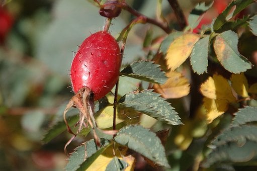 Rozenbottel, Bladeren, Natuur, Herfst