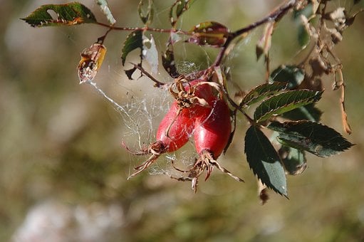 Rozenbottel, Herfst, Natuur, Spinnenweb