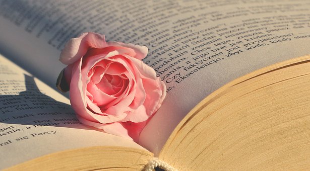 Rose, Buch, Seite, Rosa, Literatur
